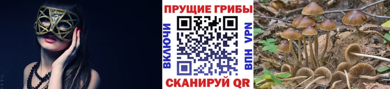 Купить  Карабулак  Галлюциногенные грибы Psilocybine cubensis 